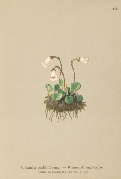 Trpasličí zvonek (Soldanella pusilla, Soldanella alpicola) od German School