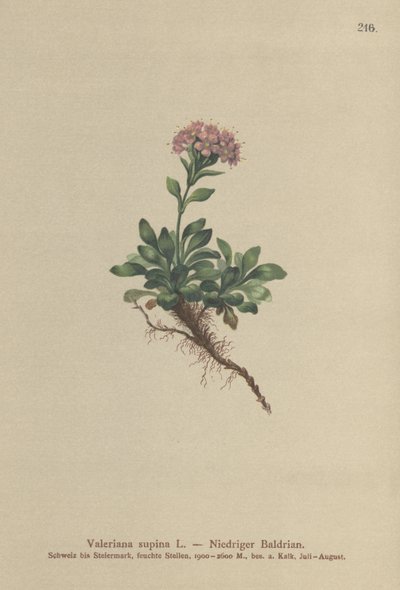 zakrslý kozlík lékařský (Valeriana supina) od German School