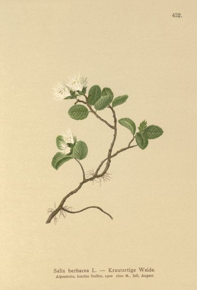 Vrba trpasličí (Salix herbacea) od German School