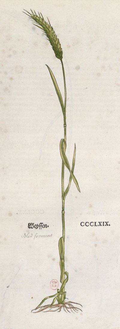 Klas pšenice, z Herbáře od Leonharta Fuchse (1501-66), vydaný v Basileji, 1555 (barevná rytina) od German School