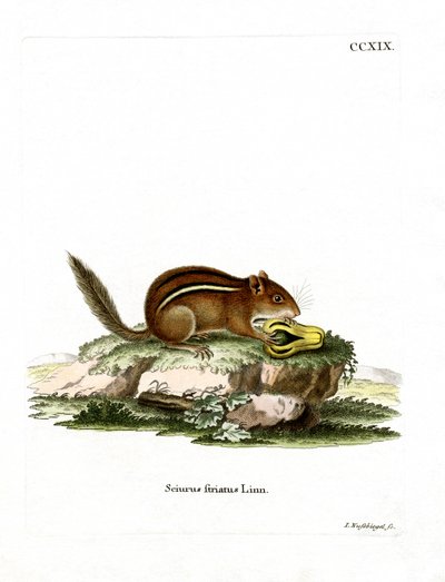 Východoamerický Chipmunk (barevné rytí) od German School