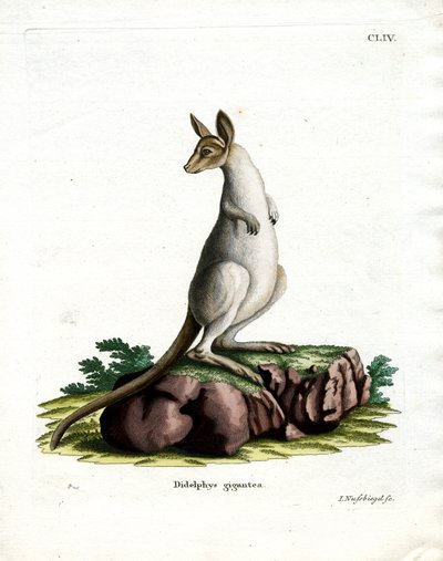 Eastern Grey Kangaroo (barevné rytí) od German School