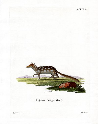 Eastern Quoll (barevná rytina) od German School