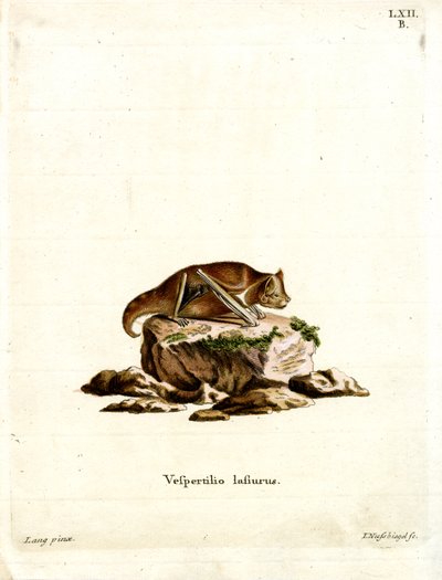 Eastern Red Bat (barevná rytina) od German School