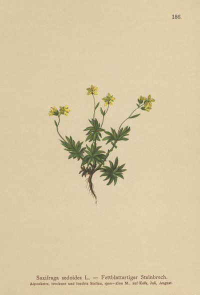 Lomikámen východní (Saxifraga sedoides) od German School