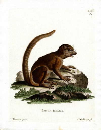 Východní Woolly Lemur (barevná rytina) od German School