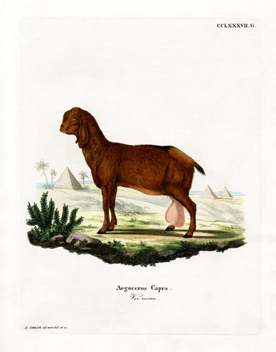 Egyptská koza (barevná rytina) od German School