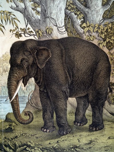 Slon - v „Přírodní historii savců“, ed. Schreiber, Mnichov od German School