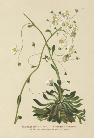 Lomikámen potažený (Saxifraga crustata) od German School