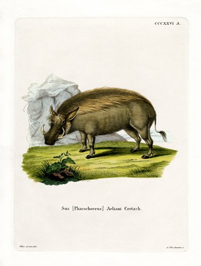 Eritrean Warthog (barevná rytina) od German School