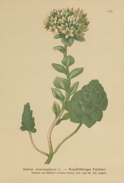 Orpine stálezelená (Sedum Anacampseros, Hylotelephium anacampseros) od German School