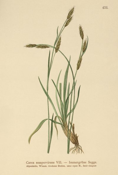 Ostřice stálezelená (Carex sempervirens) od German School
