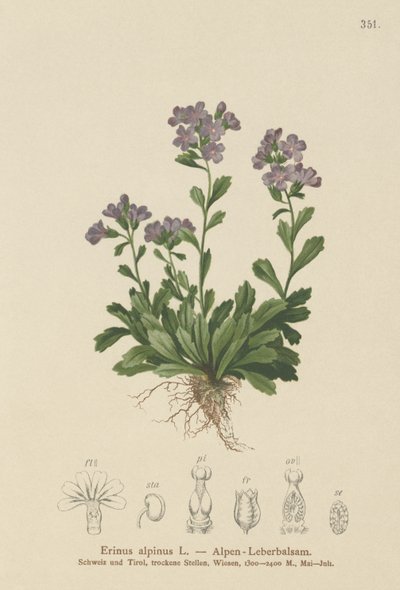 Náprstník vílí (Erinus alpinus) od German School