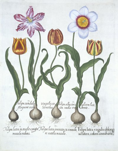 Pět tulipánů, z knihy Hortus Eystettensis od Basila Beslera (1561-1629) pub. 1613 (ručně kolorovaná rytina) od German School