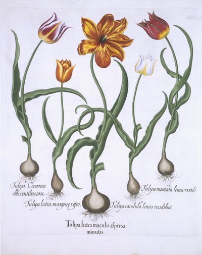 Pět tulipánů, z knihy Hortus Eystettensis od Basila Beslera (1561-1629) pub. 1613 (ručně kolorovaná rytina) od German School