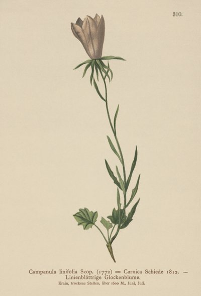 Zvonek lněný (Campanula linifolia, Campanula Carnica) od German School