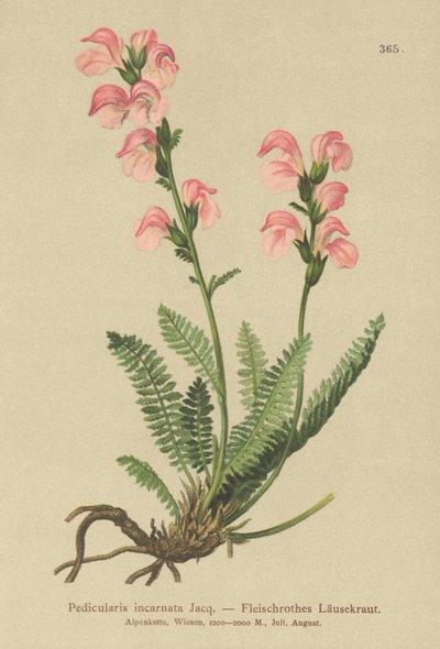 Všivec růžový (Pedicularis incarnata) od German School