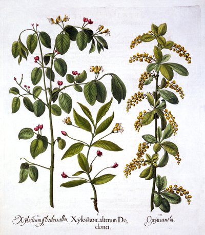 Fly Zimolez a Hawthorn, od Hortus Eystettensis, Basil Besler (1561-1629), hospoda. 1613 (ručně kolorovaná rytina) od German School