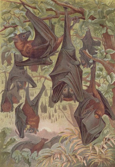 Flying Fox, deska od Brehmse Tierleben: Allgemeine Kunde des Tierreichs, sv. 1, str. 344, vydal Bibliographisches Institut, 1890 od German School