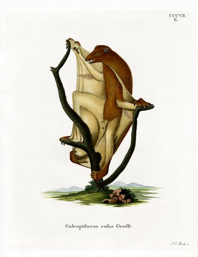 Létající lemur (barevná rytina) od German School