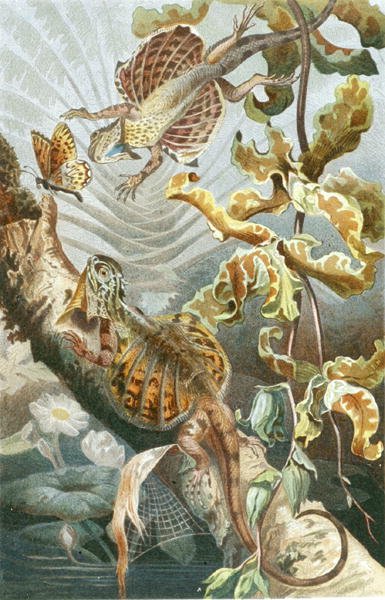 Létající ještěrka, deska z "Brehms Tierleben: Allgemeine Kunde des Tierreichs", sv.7, s.51, vydal Bibliographisches Institut od German School
