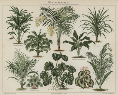 Listové rostliny (barva litho) od German School