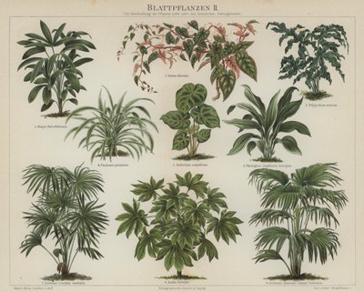 Listové rostliny (barva litho) od German School