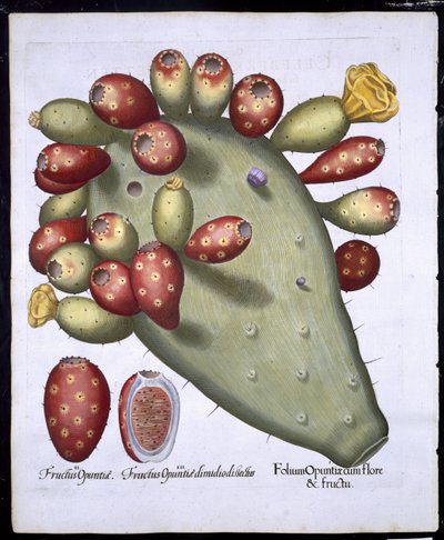 Folium Opuntia z Hortus Eystettensis od Basila Beslera (1561-1629) hospoda. 1613 (ručně kolorovaná rytina) od German School