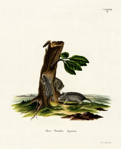 Čtyřpruhová Grass Mouse (barevné gravírování) od German School