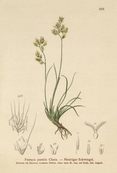 Kostřava čtyřlistá (Festuca pumila, Festuca quadriflora) od German School