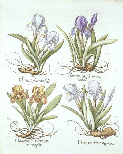 Čtyři odrůdy rhizomatózních kosatců, z Hortus Eystettensis, od Basila Beslera (1561-1629) pub. 1613 od German School