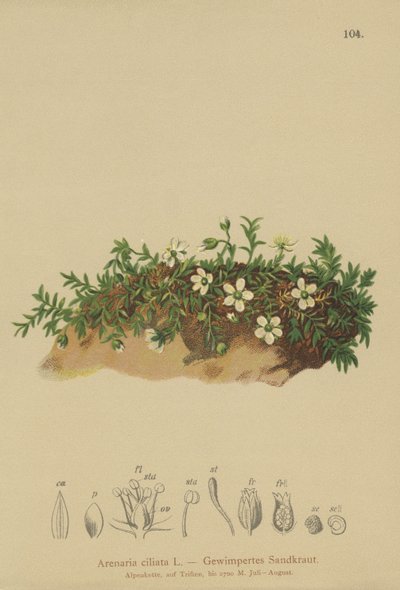Sandwort třásnitý (Arenaria ciliata) od German School
