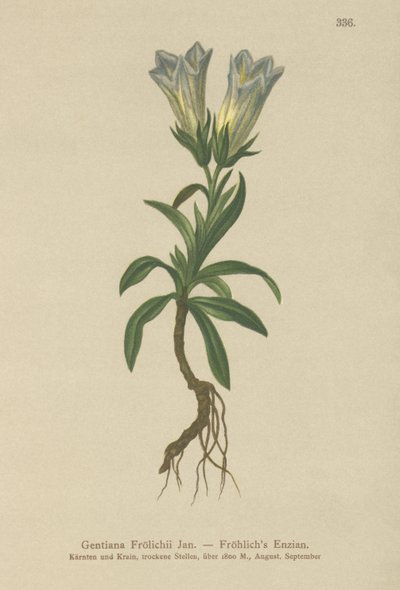 Froelichův hořec (Gentiana Froelichii) od German School