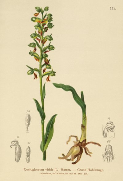 Žabí orchidej (Coeloglossum viride) od German School