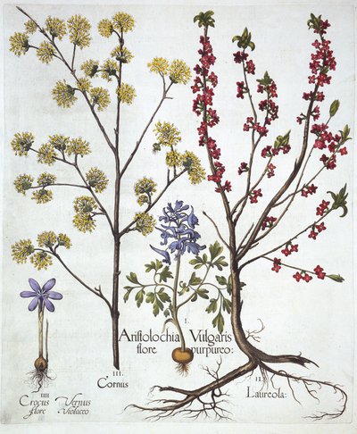 Dýmovnice, Daphne mezereum, Cornelian Cherry and Spring Crocus, od Hortus Eystettensis, Basil Besler (1561-1629), pub. 1613 (ručně kolorovaná rytina) od German School