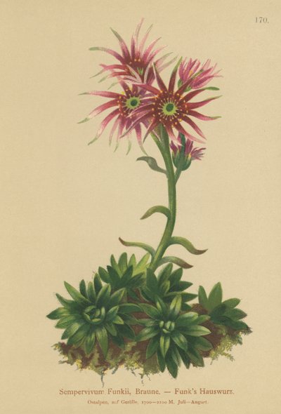 Funks Slepice a kuřátka (Sempervivum Funkii) od German School