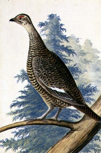 Game Bird, cca 1740 (akvarel na papíře) od German School
