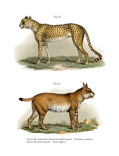Gepard, 1860 od German School