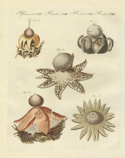 Německý geaster (barevná rytina) od German School