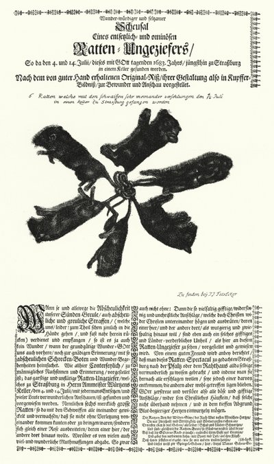 Obří krysy chycené ve Štrasburku v roce 1683 (rytina) od German School
