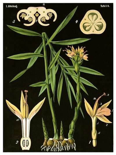 Zázvor (Zingiber officinale Roscoe) kolem roku 1890 (chromolitograf) od German School