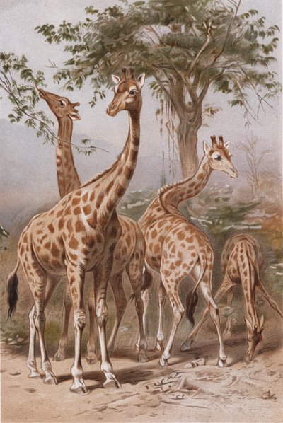 Žirafa, deska z Brehms Tierleben> Allgemeine Kunde des Tierreichs, sv. 3, str. 9, vydáno v Bibliographisches Institut, 1891 od German School