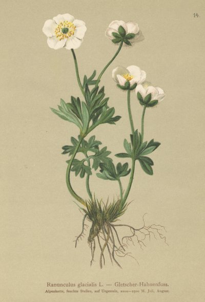Glacier Crowfoot od German School