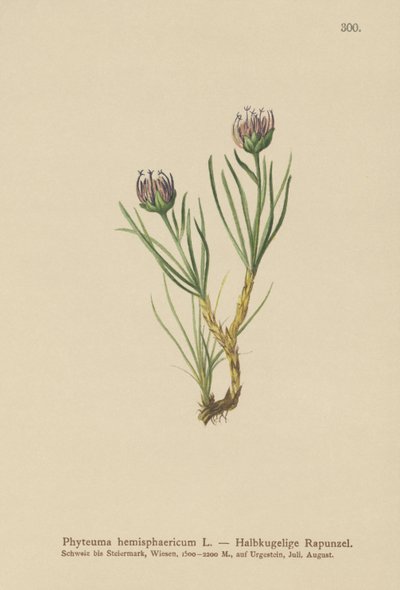 Rampion kulohlavý (Phyteuma hemisphaericum) od German School