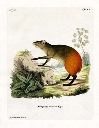 Agouti se zlatým hrbolem (barevná rytina) od German School