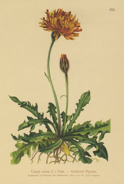 Golden Hawks-vous (Crepis aurea) od German School