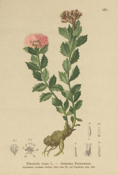Zlatý kořen (Rhodiola rosea) od German School