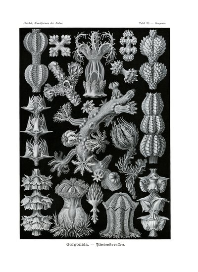 Gorgonida, 1899-1904 od German School