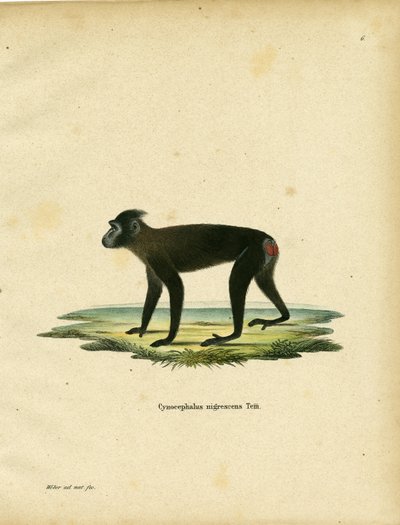 Gorontalo Macaque (barevná rytina) od German School