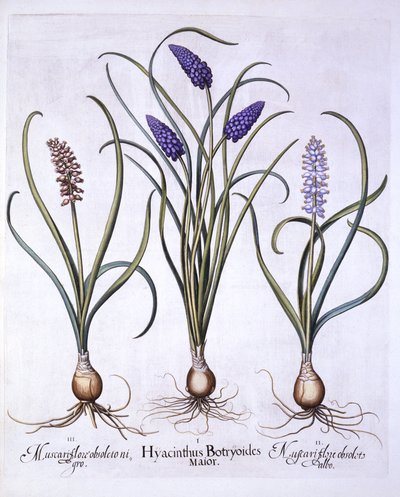 Hroznové hyacinty, od Hortus Eystettensis, od Basila Beslera (1561-1629), pub. 1613 (ručně kolorovaná rytina) od German School